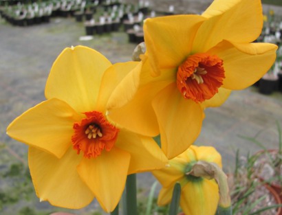 Narcissus Sabine Hay 1315/20